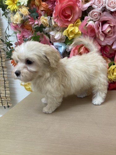 写真 2021-12-23 16 26 40