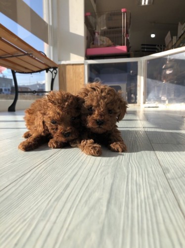 写真 2022-01-02 15 20 33