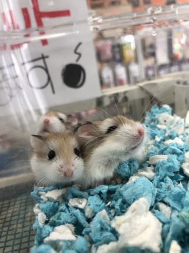 写真 2022-02-01 12 45 05 (1)