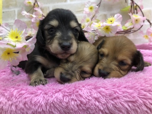 写真 2022-03-06 10 42 47