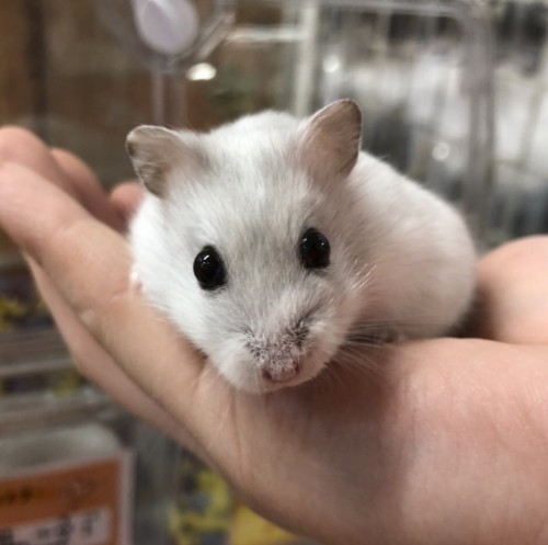 写真 2022-03-12 11 11 56