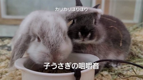 写真 2022-03-31 17 13 53