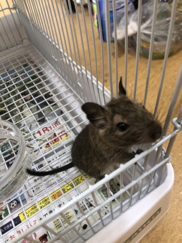 写真 2022-03-30 15 11 22