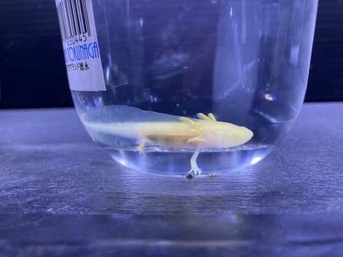 3D5347F1-20DD-4323-B21B-968C22B8D9D2