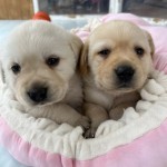 5EC3CE35-F712-44F0-8653-