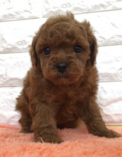 写真 2022-04-20 11 24 07