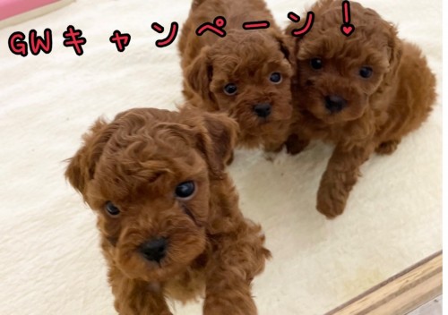 写真 2022-04-27 11 43 43