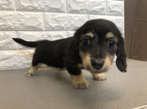 写真 2022-04-12 16 47 47