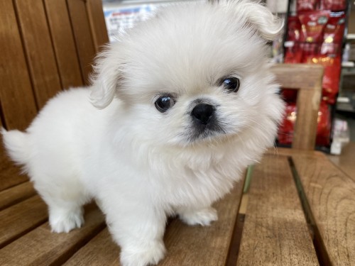 写真 2022-05-29 12 39 22