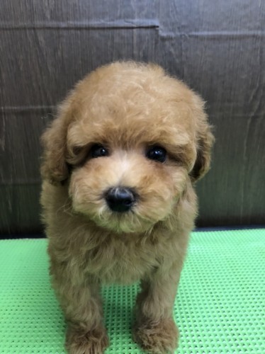 写真 2022-05-26 15 03 08