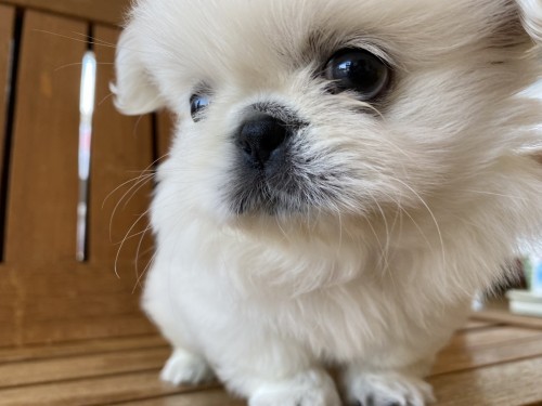 写真 2022-05-29 12 39 11