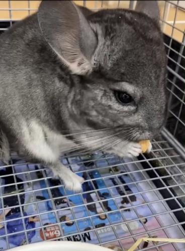 写真 2022-05-20 12 31 53