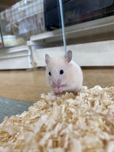 写真 2022-05-11 12 52 48