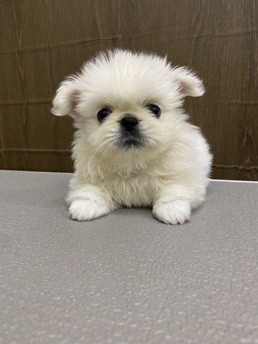 写真 2022-05-26 14 30 19 (1)