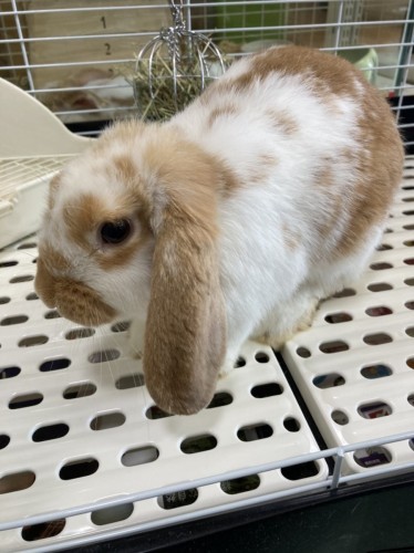 写真 2022-05-17 11 25 23