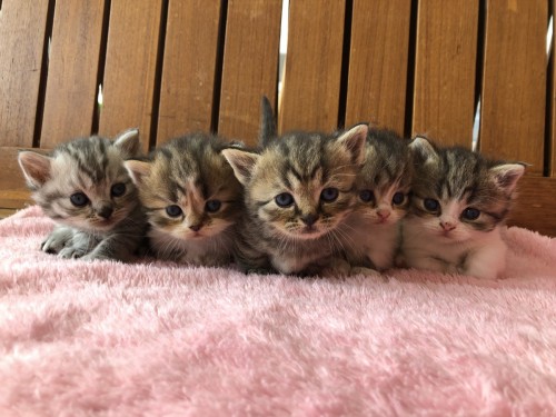 55FA1C30-EF3E-4A1E-97D9-369CDF67EB9E