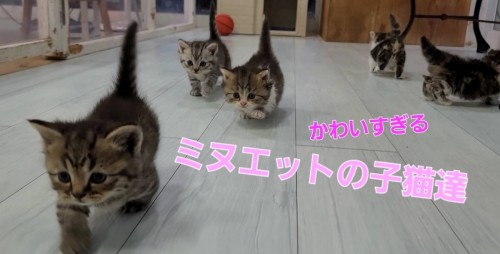 写真 2022-06-19 11 22 10