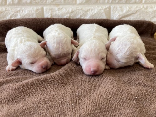 写真 2022-06-02 14 06 09 (1)