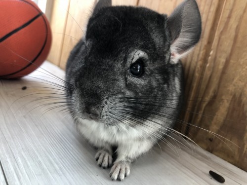 A6575985-C581-49AC-8D30-0F9B63C4338A