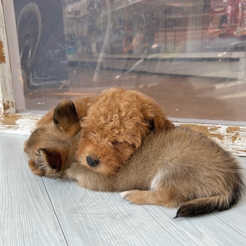 写真 2022-07-01 15 45 14