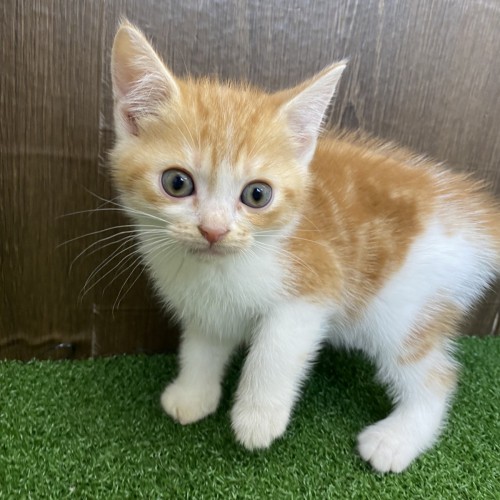 写真 2022-08-08 12 37 46