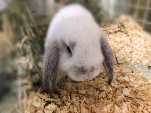 D44192BE-A154-4000-8F92-CF986B2DE69B