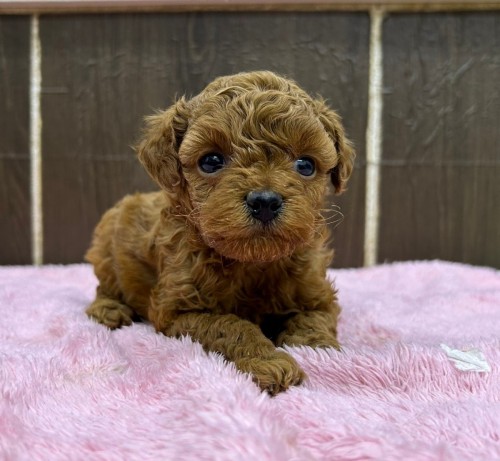 写真 2022-11-24 18 56 52