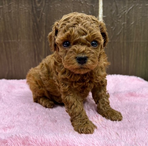 写真 2022-11-24 18 56 54