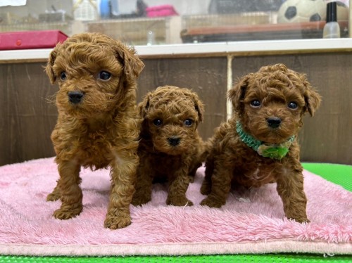 写真 2022-11-24 18 56 56