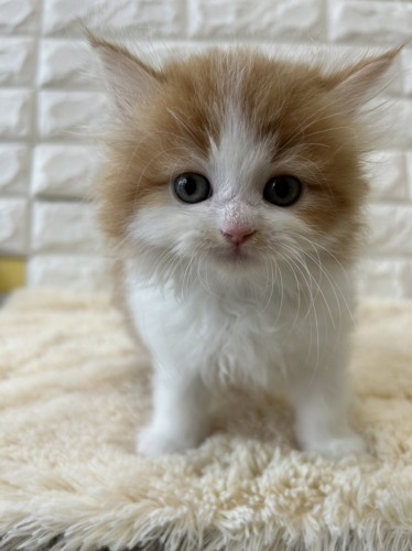 写真 2022-12-21 14 18 38