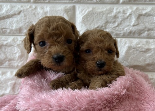 写真 2022-12-24 11 00 52