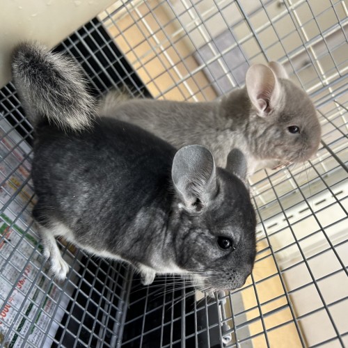 写真 2023-02-28 10 37 15