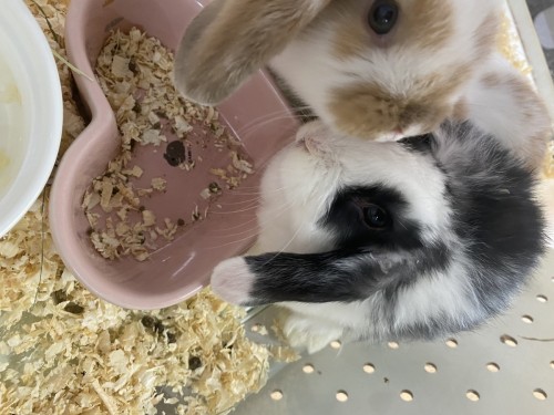 21B4079C-5BBF-4A99-A47F-DDA440D87820