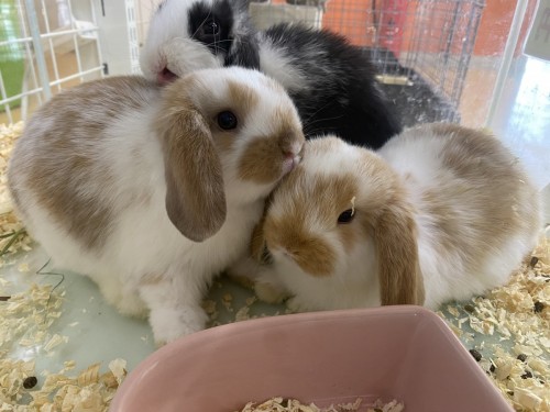 6C92A5B7-3434-483D-B524-7794FD04F897