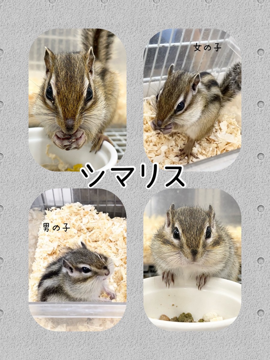 ▽シマリス