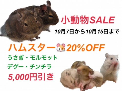 写真 2023-10-06 17 12 03