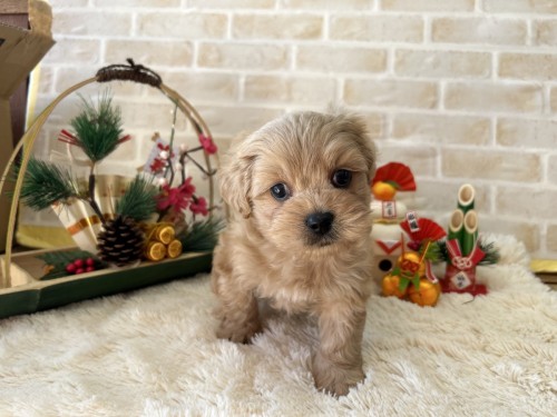 写真 2023-12-22 12 33 12