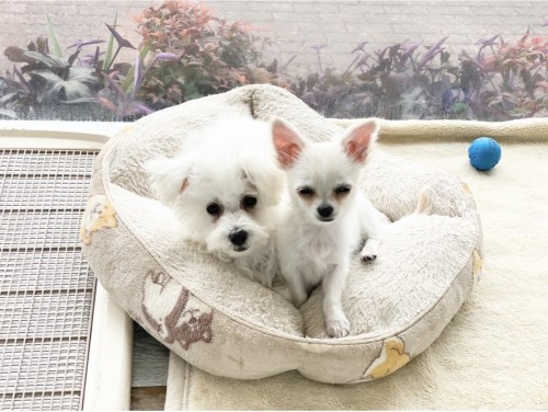 7310898B-E6BA-44EF-8AC1-5B65843D9C52