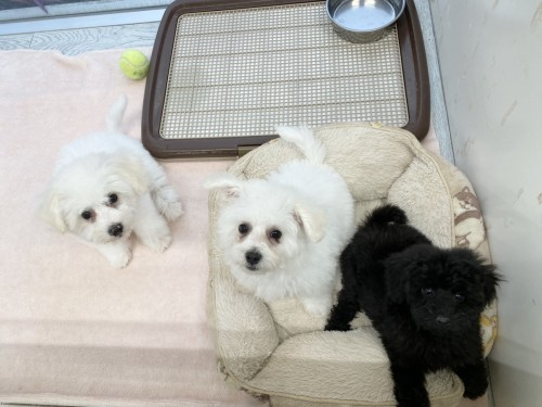 A05D082C-889B-4AEB-B5C7-C061BEEC6F76