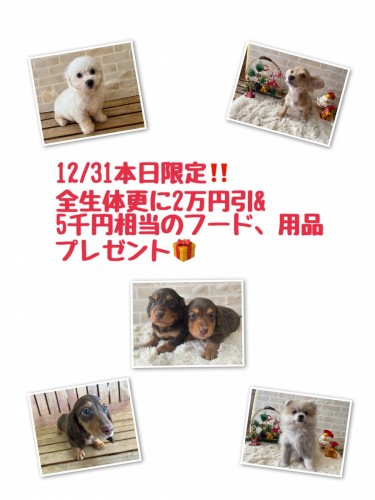 写真 2024-12-31 8 41 59