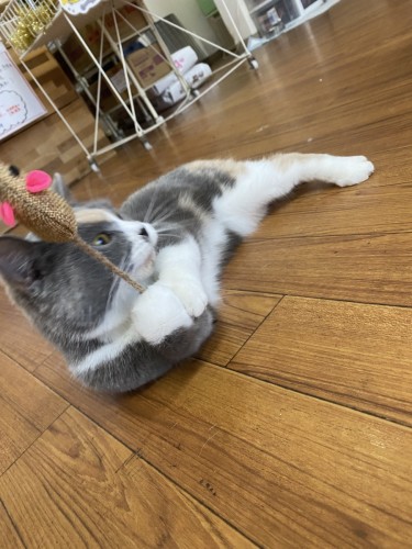 6613C899-E461-4025-971A-326356B0A6E8