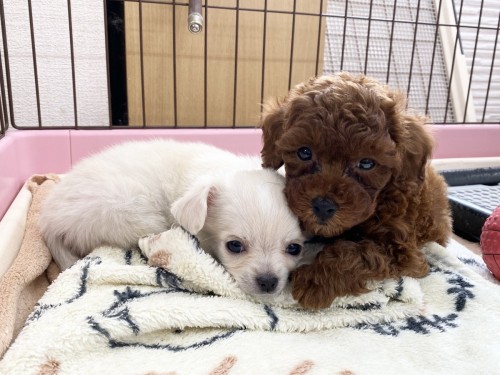 DE86FDAC-FE8C-440A-993C-4E6F7D2443EA