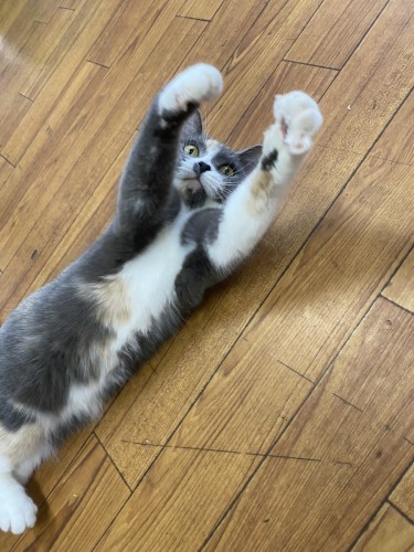 FDE599F5-1D52-4376-8CEC-7947566C7F9B