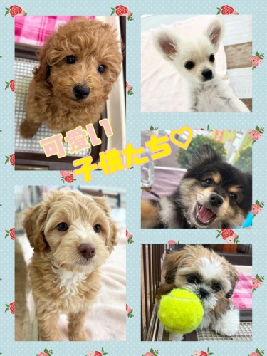 B7523E23-41C1-428D-8C57-7B245CF76E3B