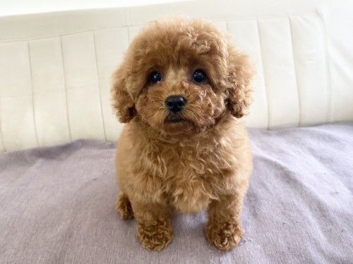 726D39E9-2A90-46CF-8FF4-1E43869774BD