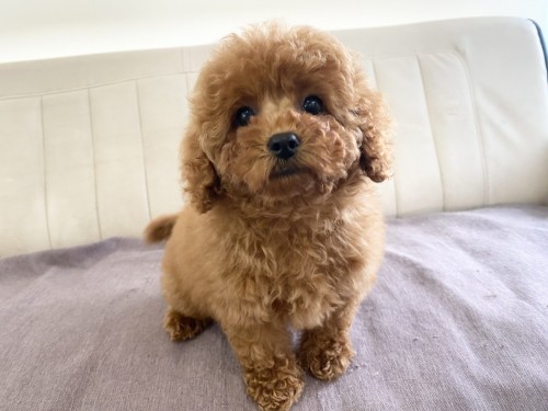 85357D7E-14E5-4A88-A830-2C8415283261