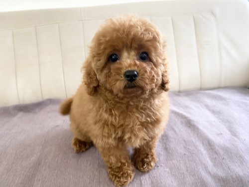 93671FC9-BC4C-4446-A12B-DE6FB3FF980D