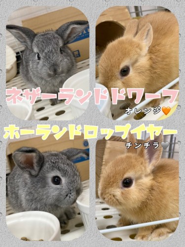 1956BB18-5858-46E6-B3E1-79DED9C23DAF