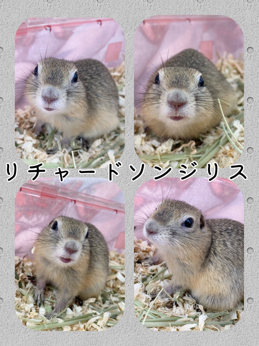 ▽リチャードソンジリス