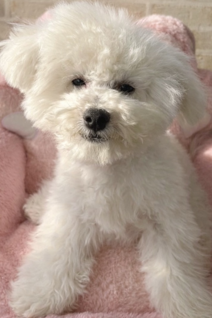 ☆ビションフリーゼ